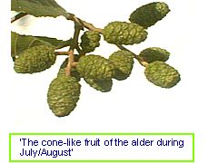 Alder fruits