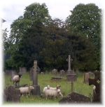 Cashel Church of Ireland Cathedral Grounds, John 10:16