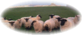 Rock of Cashel with sheep in foreground