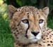 cats (5)