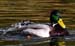 ducks (2)
