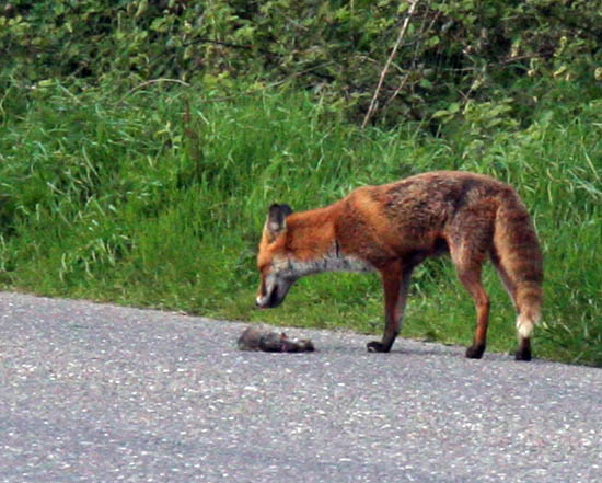 fox (3)