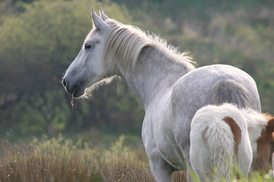 horses 70_500 (1)