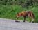 fox (3)