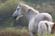 horses 70_500 (1)