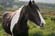 horses 70_500 (3)
