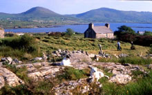 haymaking