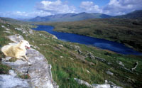 Loch Fada