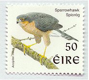 Barn Owl
