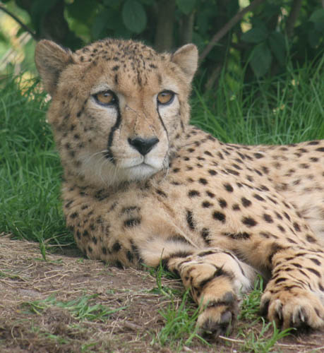 cats_ (12)