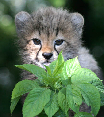 cats_ (67)