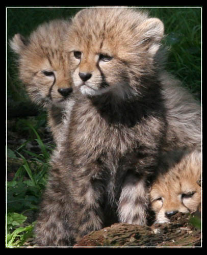 cats_ (71)