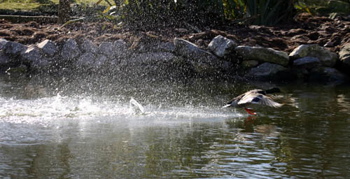 fota_23rd feb_04 (13)