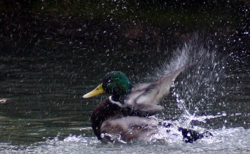 fota_feb_05 (50)