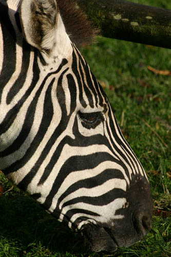 fota_oct_04 (55)