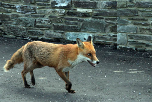 fox (6)