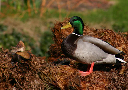 gdns_feb05 (11)