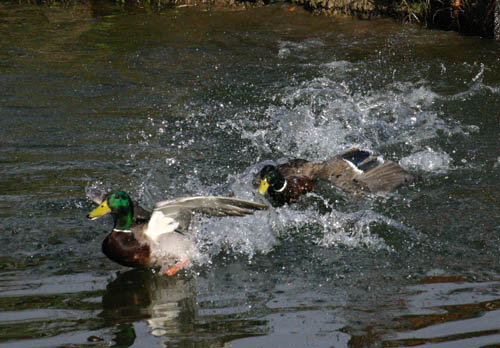gdns_feb05 (6)