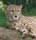 cats_ (12)