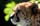 cats_ (47)