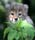 cats_ (67)