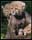 cats_ (71)