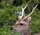 deer (2)