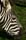 fota_oct_04 (55)