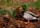 gdns_feb05 (11)