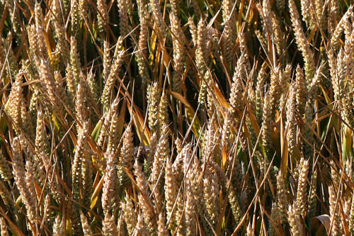 Barley july 06 (12)