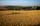 Barley july 06 (9)
