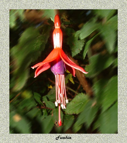 Fuschia 4a frame