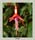 Fuschia 4a frame