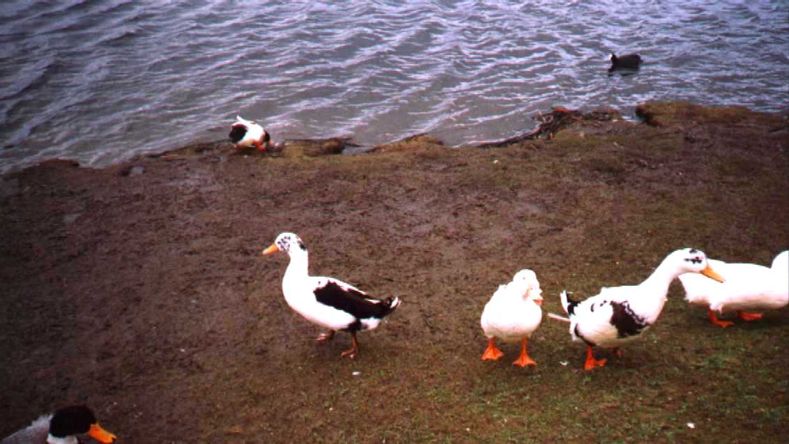 Visitors to The Little Bog