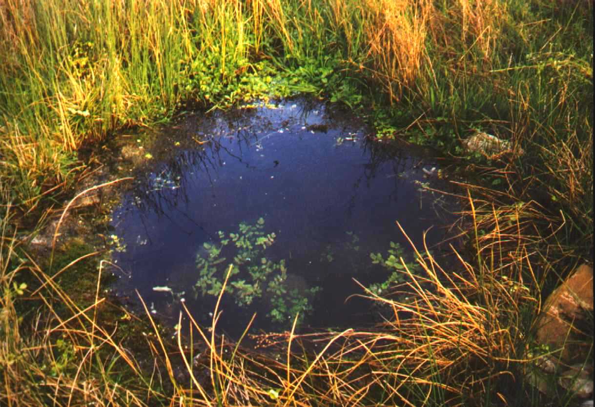 The Ancient Well