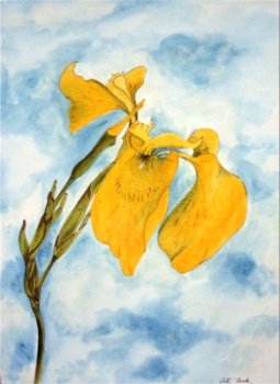 Jill Teck - Flag Iris