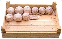 Storing apples in stacking crates. Photograph copyright Dorling Kindersley