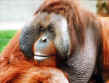 Orangutang