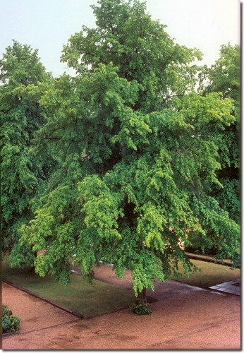 School view from boy's dorm's - Summer rain soaked lime trees of the Avenue