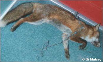 snared fox 4