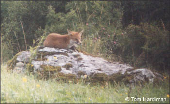 galway 1