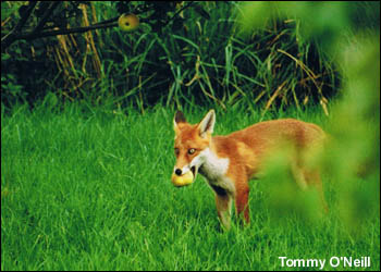 kilkenny 4