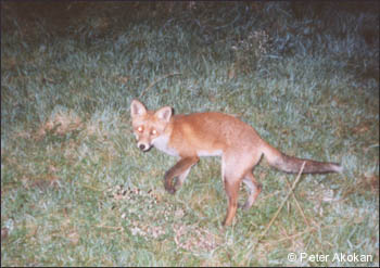 roscommon 1