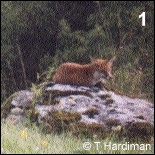 1 - cub on rock