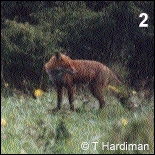 2 - dog fox looks back at cubs