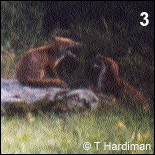 3- cub wants to get on rock