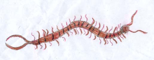 The Centipede