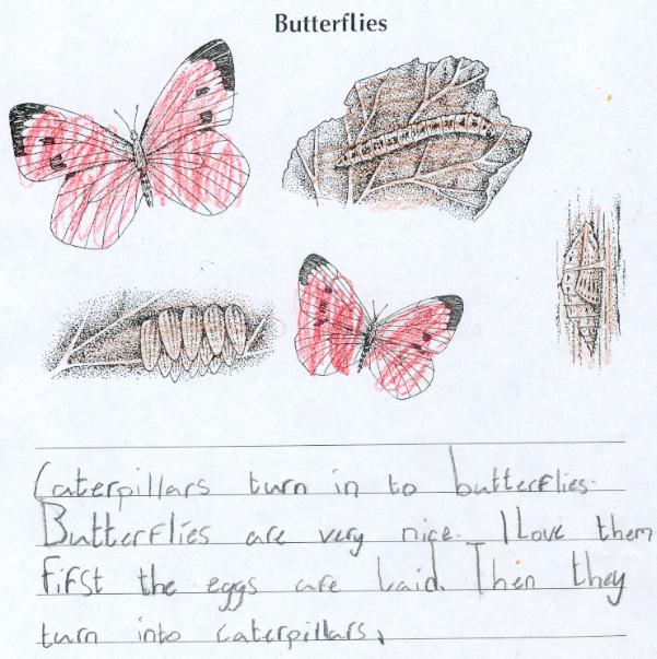 Butterflies by Aoife