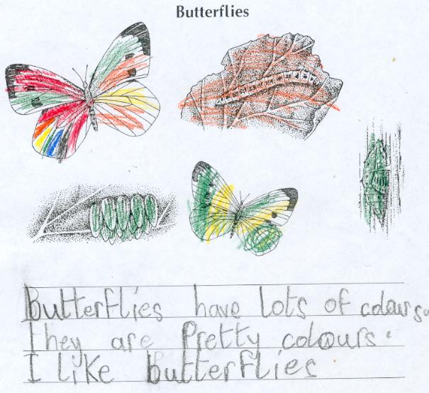 Butterflies by Kevin