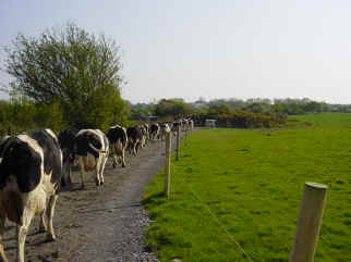 Cows try out their new motorway